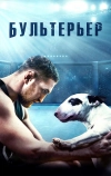 Бультерьер